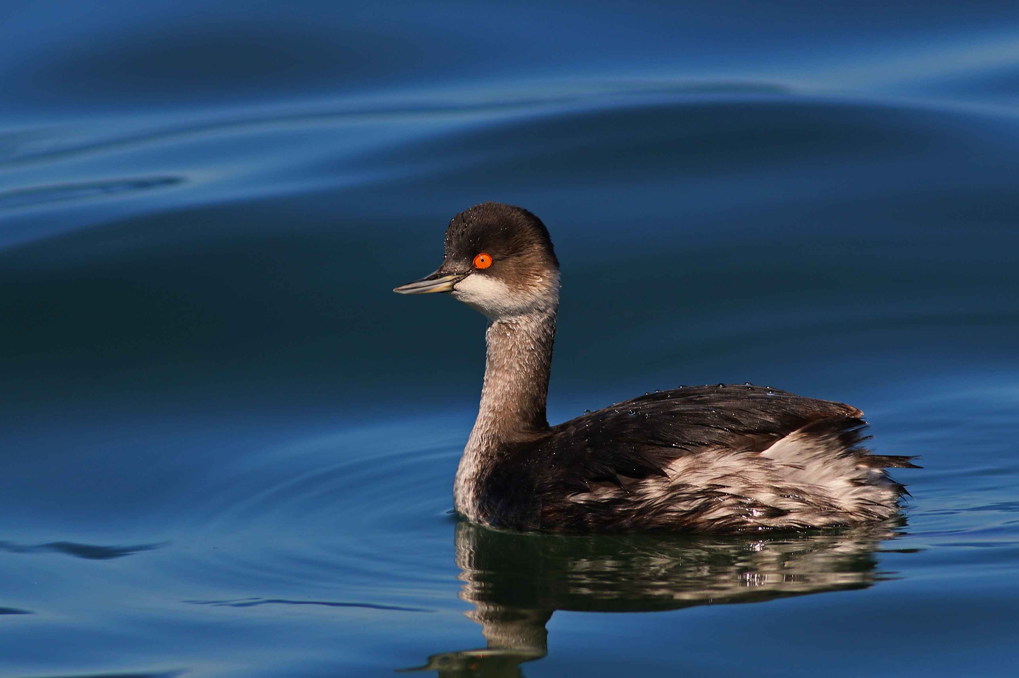 Eared Grebe